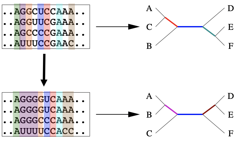 phylogenetic bootstrap