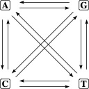 DNA model