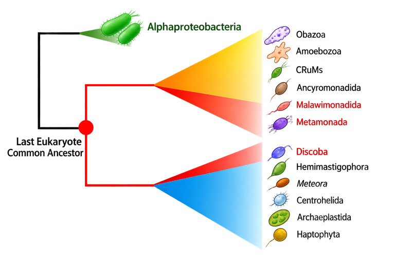 Last eukaryote common ancestor