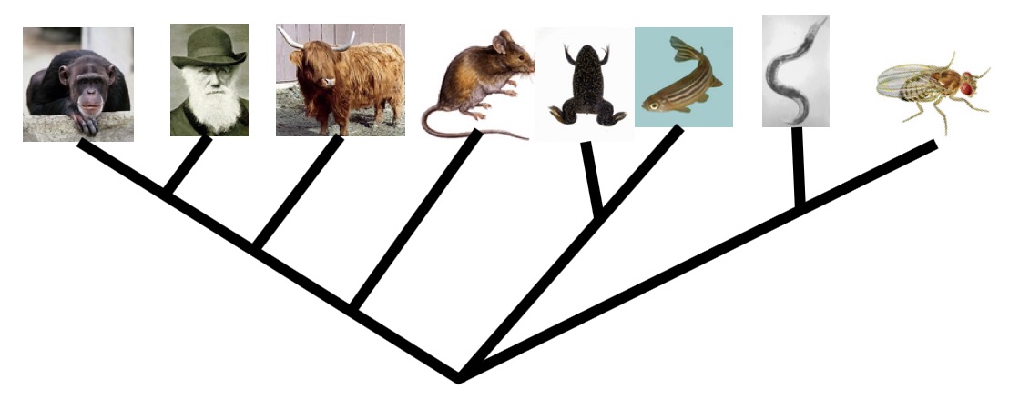 phylogenetic tree