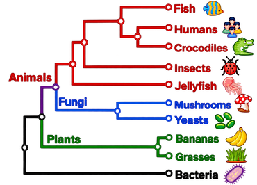 phylogenetic tree